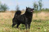 SCHIPPERKE